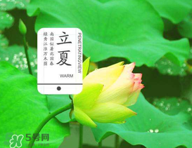 立夏吃什么水果？立夏吃什么水果好？
