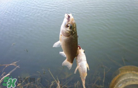 立夏好釣魚嗎？立夏怎么釣魚？