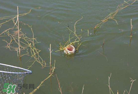 立夏好釣魚嗎？立夏怎么釣魚？