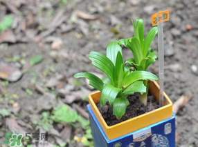 立夏種什么菜？立夏適合種什么？