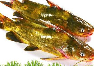 嘎魚多少錢一斤？野生黃嘎魚多少錢一斤