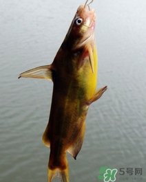 嘎魚是海魚嗎？嘎魚是什么魚