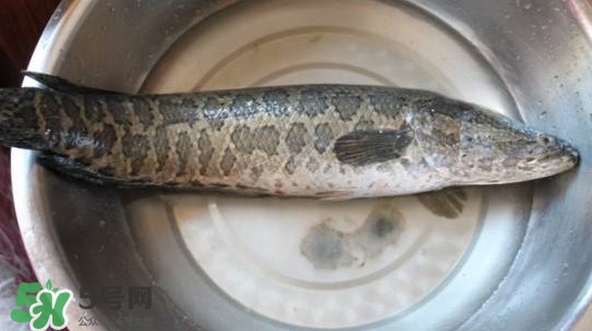 黑魚是什么魚？黑魚是鯰魚嗎