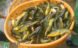 黃顙魚不能和什么一起吃？黃顙魚不能與什么同吃？