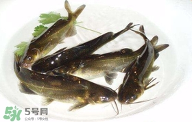 黃辣丁怎么殺？黃辣丁怎么處理