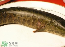 黑魚怎么做好吃？黑魚湯的做法