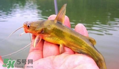 黃辣丁怎么釣？如何釣黃辣丁