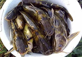 嘎魚是鯰魚嗎？嘎魚是黃辣丁嗎