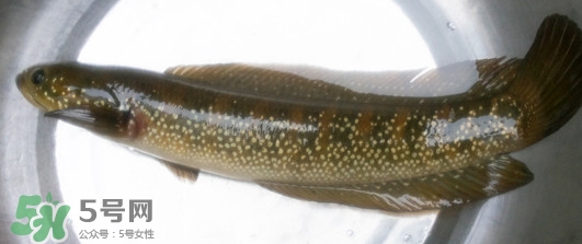 烏鱧魚多少錢一斤？烏鱧價格