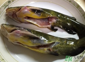 嘎魚是鯰魚嗎？嘎魚是黃辣丁嗎