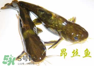 黃顙魚不能和什么一起吃？黃顙魚不能與什么同吃？