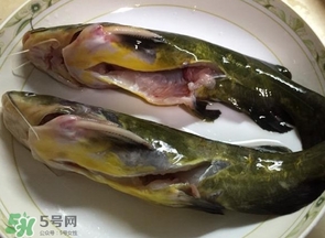 黃辣丁多少錢一斤？野生黃辣丁多少錢一斤