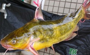 嘎魚是鯰魚嗎？嘎魚是黃辣丁嗎