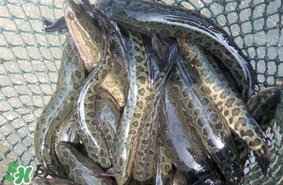 黑魚是什么魚？黑魚是鯰魚嗎