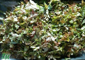 烏樹(shù)葉怎么做？烏樹(shù)葉怎么做好吃又簡(jiǎn)單？