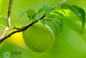青梅不能和什么一起吃？青梅和什么相克？