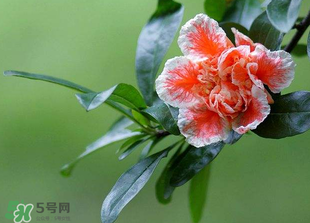 立夏開什么花？立夏有什么花？