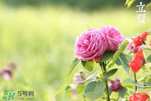 立夏開什么花？立夏有什么花？