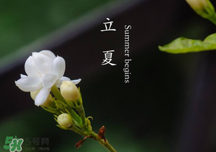 立夏開什么花？立夏有什么花？