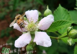 樹莓有毒嗎？樹莓有刺嗎？