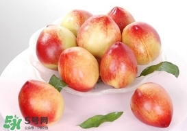 油桃什么時候成熟？油桃什么季節(jié)成熟