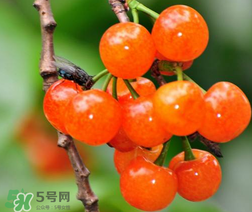 立夏嘗三新指的是什么？立夏嘗新活動(dòng)
