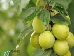 立夏嘗三新指的是什么？立夏嘗新活動(dòng)