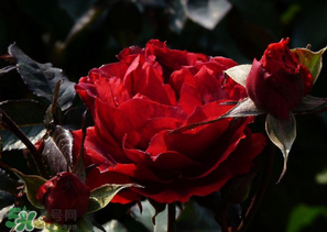 母親節(jié)可以送玫瑰花嗎？母親節(jié)送幾朵玫瑰花好？