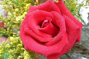 母親節(jié)可以送玫瑰花嗎？母親節(jié)送幾朵玫瑰花好？