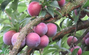 三華李多少錢一斤？三華李價(jià)格