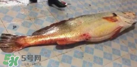 天價魚賣出347萬 金錢鳘為什么這么貴？