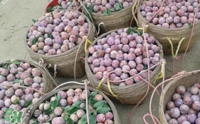 三華李怎么種植？三華李種植技術(shù)