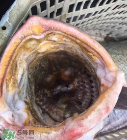 天價魚賣出347萬 金錢鳘為什么這么貴？