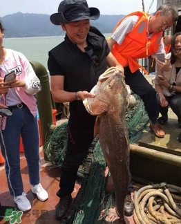 天價魚賣出347萬 金錢鳘為什么這么貴？