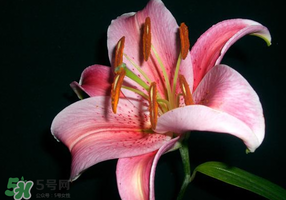 母親節(jié)可以送百合嗎？送母親百合花該送幾朵？