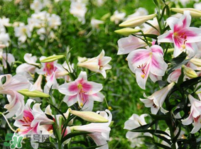 母親節(jié)可以送百合嗎？送母親百合花該送幾朵？