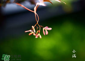 小滿是什么節(jié)氣？小滿是第幾個(gè)節(jié)氣？