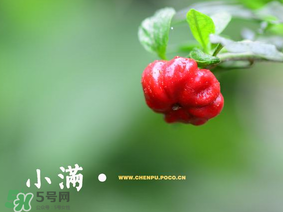 小滿是什么節(jié)氣？小滿是第幾個(gè)節(jié)氣？