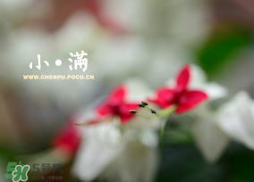 小滿是什么節(jié)氣？小滿是第幾個(gè)節(jié)氣？