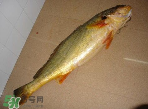 黃唇魚多少錢一斤？金錢鱉多少錢？