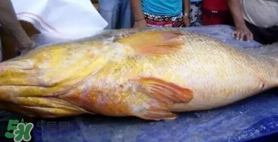 黃唇魚可以買賣嗎？黃唇魚買賣違法嗎？