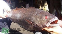 黃唇魚可以養(yǎng)殖嗎？黃唇魚能養(yǎng)殖嗎？