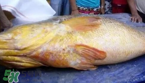 黃唇魚為什么那么貴？黃唇魚為什么這么貴