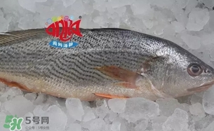 黃唇魚(yú)是黃花魚(yú)嗎？黃唇魚(yú)是黃魚(yú)嗎？