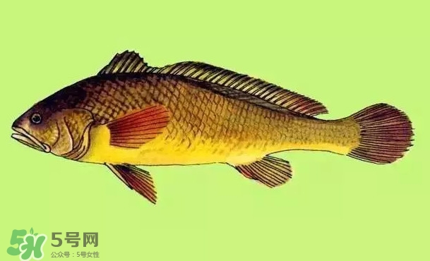 黃唇魚(yú)是黃花魚(yú)嗎？黃唇魚(yú)是黃魚(yú)嗎？