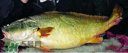 黃唇魚可以買賣嗎？黃唇魚買賣違法嗎？
