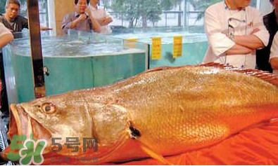 黃唇魚可以買賣嗎？黃唇魚買賣違法嗎？