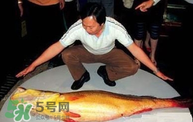 金錢鳘是保護動物嗎？金錢鳘是國家保護動物嗎