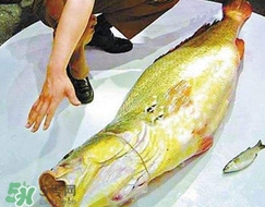 黃唇魚怎么做？黃唇魚怎么保存