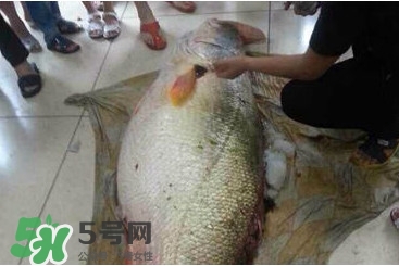 金錢鳘是什么魚？金錢鳘是淡水魚嗎？